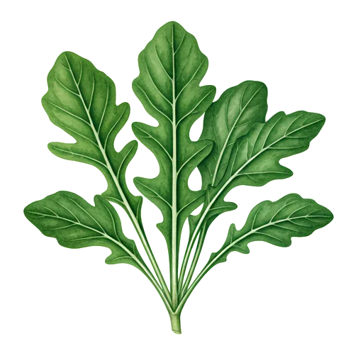 Roquette