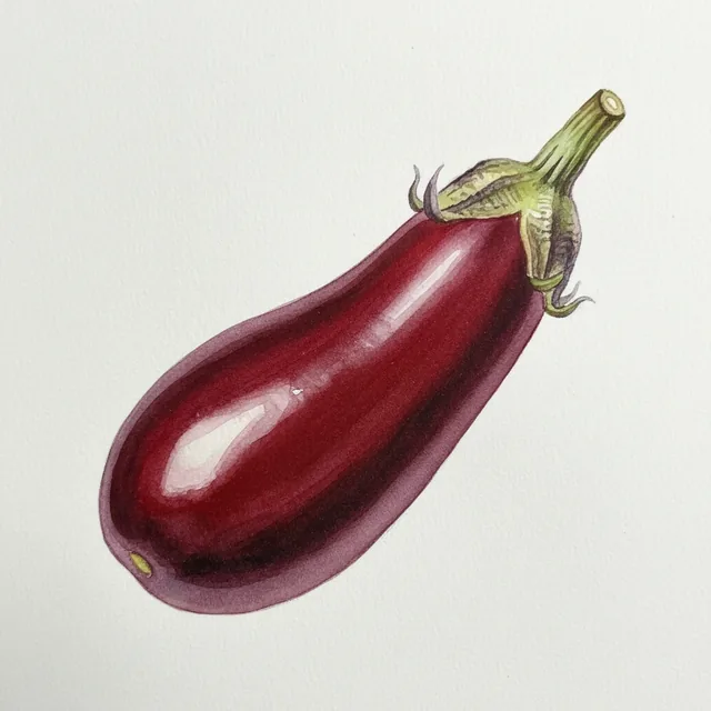 Aubergine de Barbentane, illustration botanique