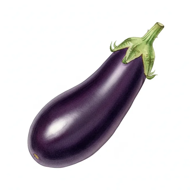Aubergine Japonaise De La Levee, illustration botanique