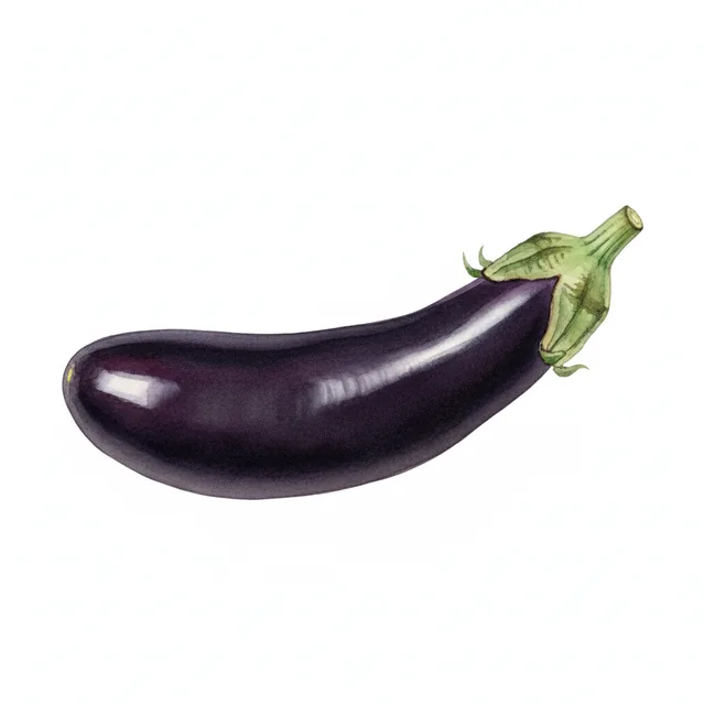 Aubergine Longue Violette De Barbentane, illustration botanique