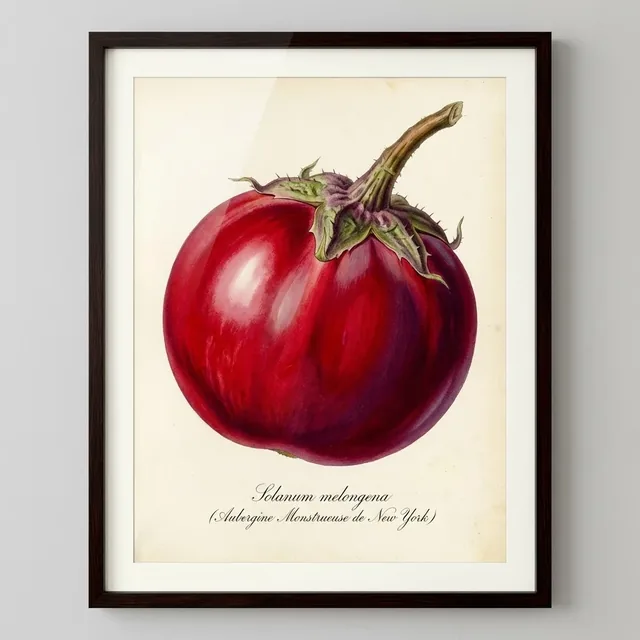 Aubergine Monstrueuse de New York, illustration botanique