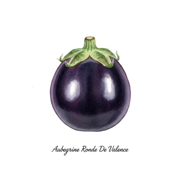 Aubergine Ronde De Valence, illustration botanique