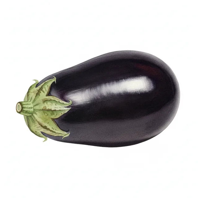 Aubergine Ronde Imperial Black Beauty, illustration botanique