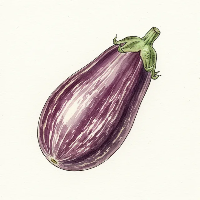 Aubergine Striee Listada De Gandia, illustration botanique
