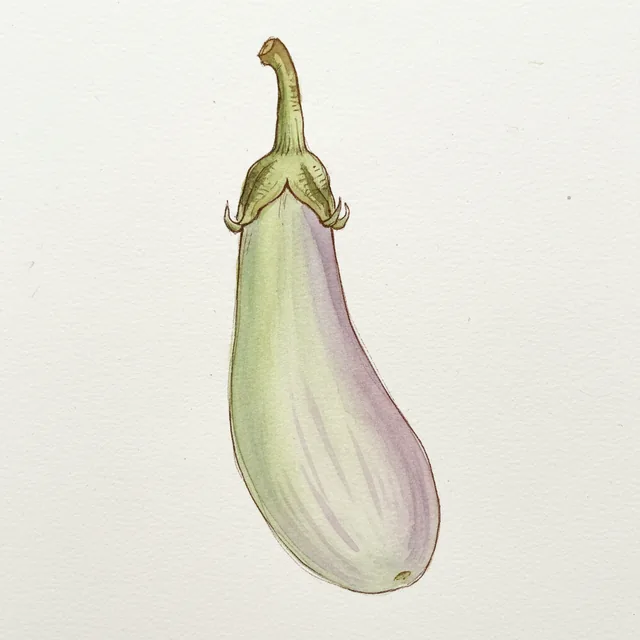 Aubergine Thai Round Green, illustration botanique