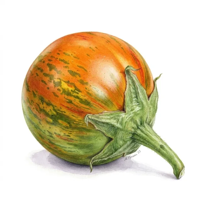 Bitter eggplants Rosso Di Napoli, illustration botanique