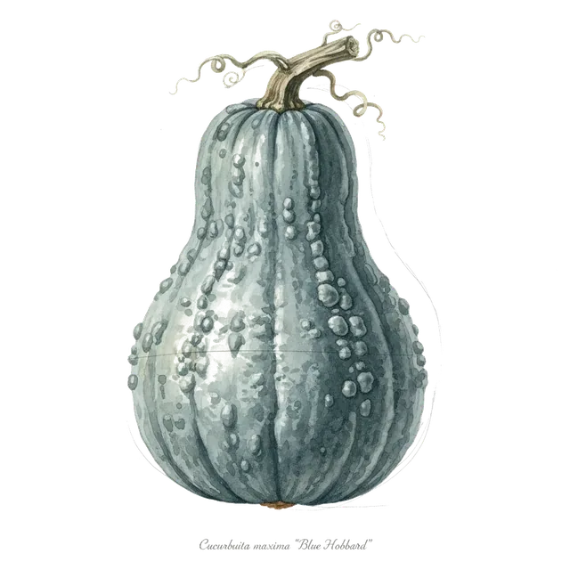 Blue Hubbard, illustration botanique