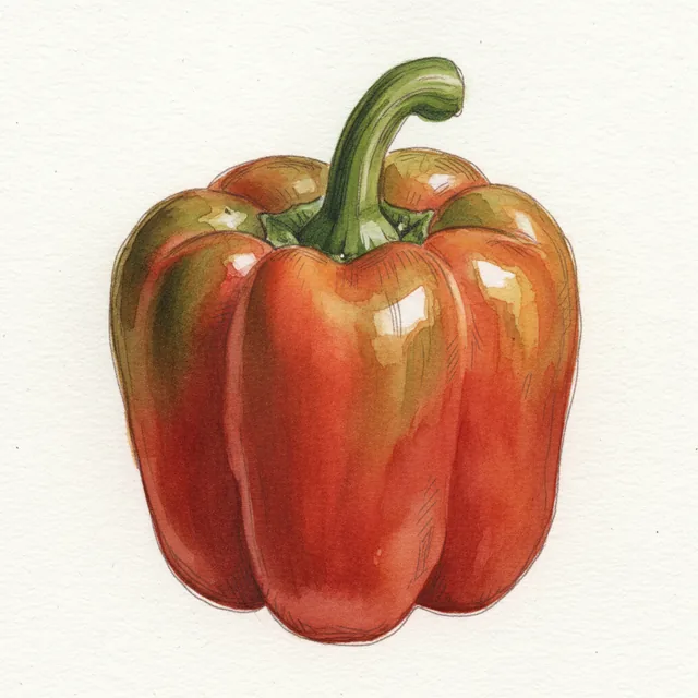 Bull Nose, illustration botanique