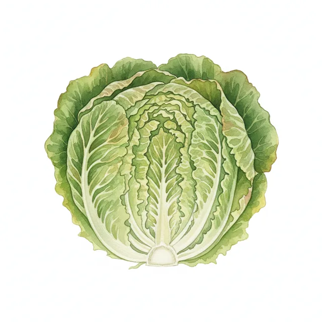 Buttercrunch, illustration botanique