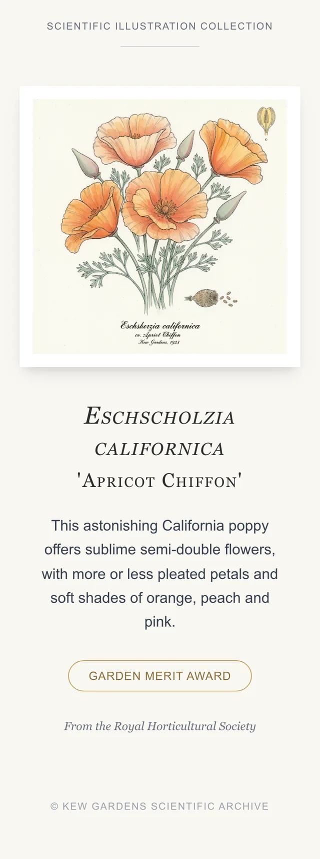 California poppies Apricot Chiffon, illustration botanique