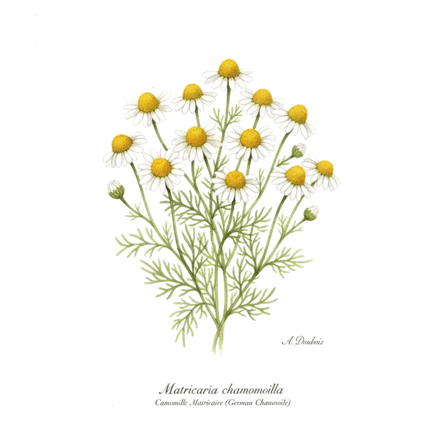 Camomille Matricaire, illustration botanique