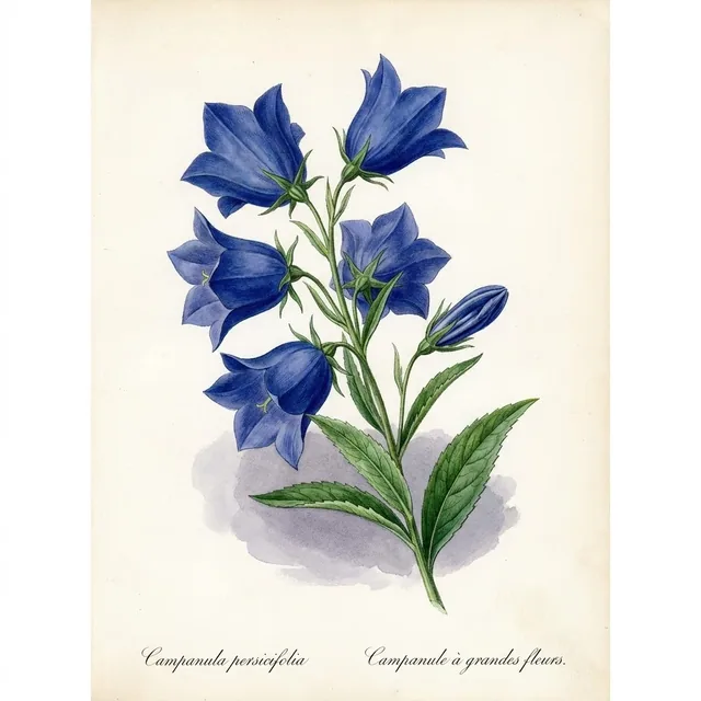 Campanule à grandes fleurs, illustration botanique