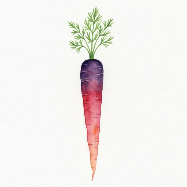 Carotte Cosmic Purple, illustration botanique