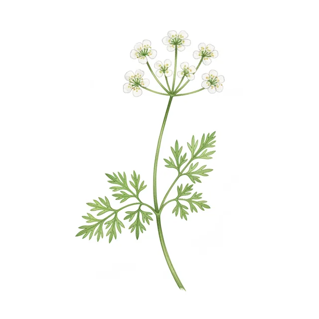 Chervil Simple, illustration botanique