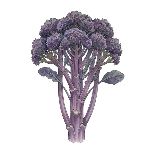 Chou Brocoli Violet Du Cap, illustration botanique