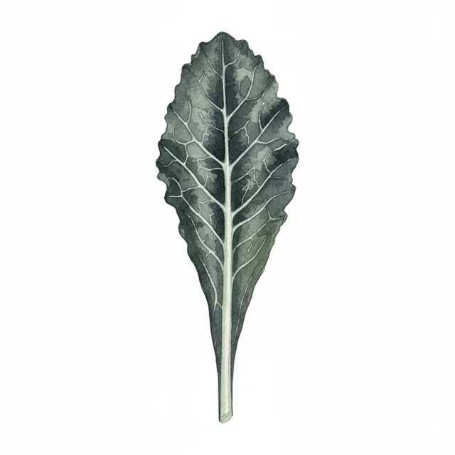 Chou Palmier Kale Noir de Toscane, illustration botanique