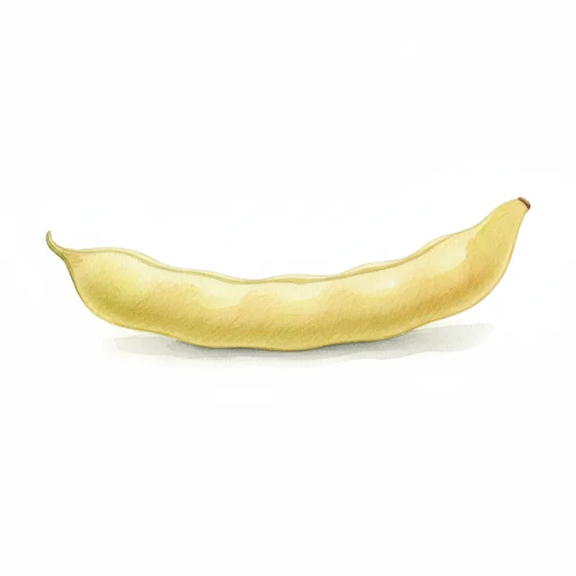 Common Bean Coco Jaune du Limousin, illustration botanique