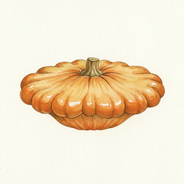 Courge Patisson Orange, illustration botanique