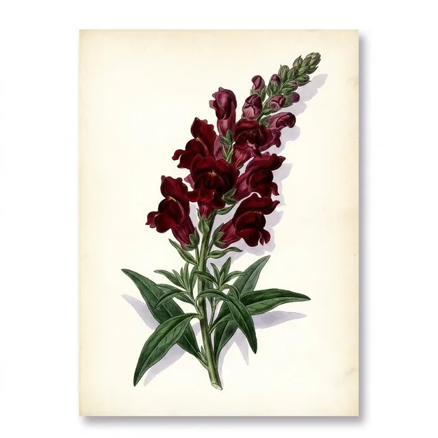 Grand Muflier Black Prince, illustration botanique
