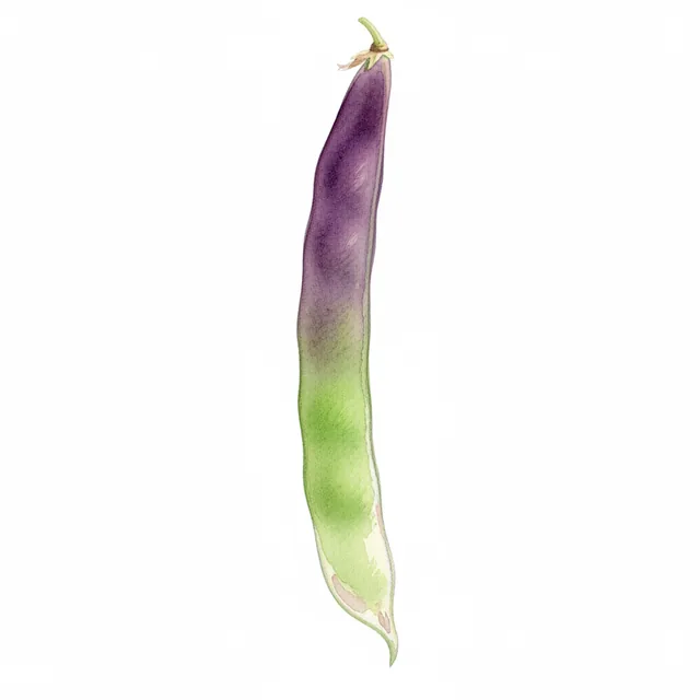 Haricot A Rame Mangetout A Cosse Violette, illustration botanique