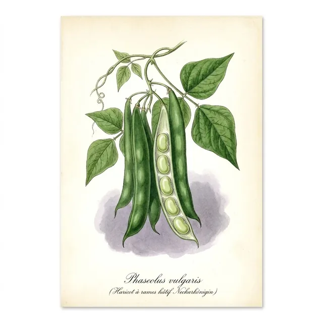 Haricot à rames hâtif Neckarkönigin, illustration botanique