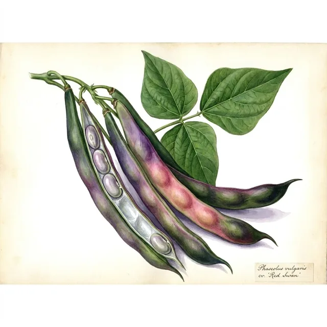 Haricot Nain Mangetout Plat Violet Red Swan, illustration botanique