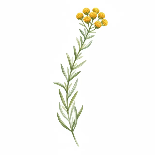 Helichryse Plante Curry, illustration botanique