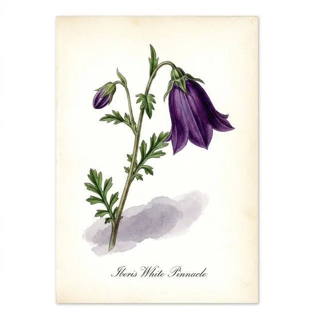 Iberis White Pinnacle, illustration botanique