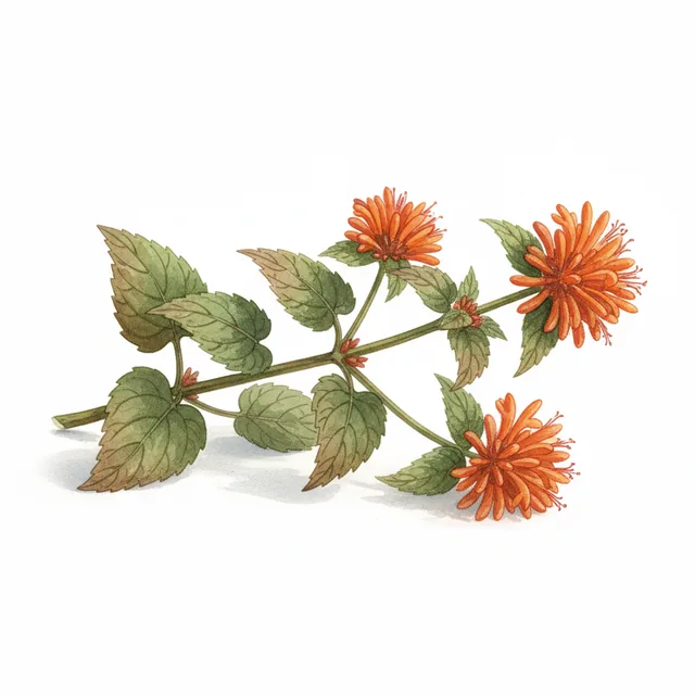 Leonotis nepetifolia sp. nepetifolia, illustration botanique