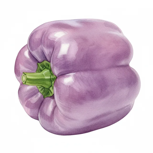 Lilac Bell, illustration botanique