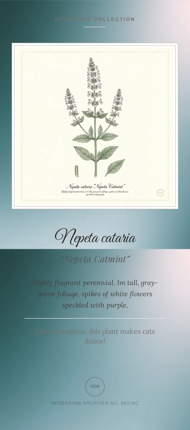 Nepeta Catmint, illustration botanique
