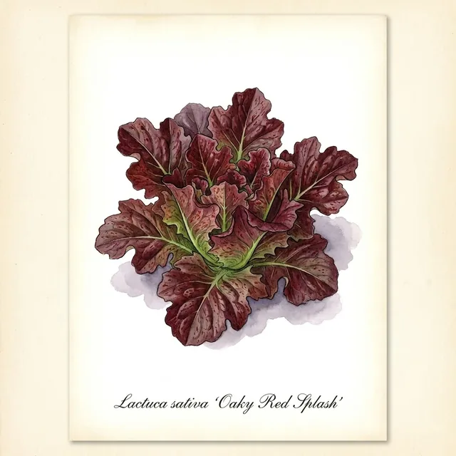 Oaky Red Splash, illustration botanique