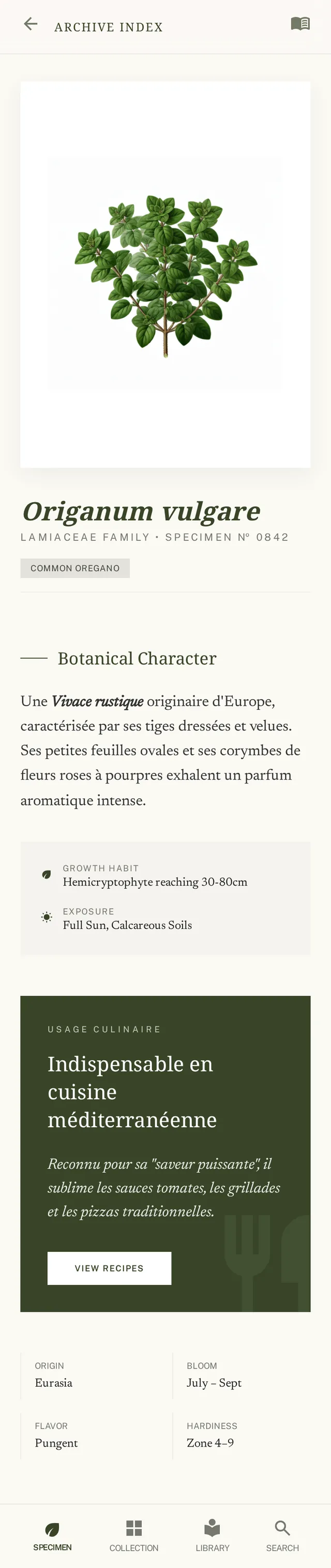 Origan, illustration botanique