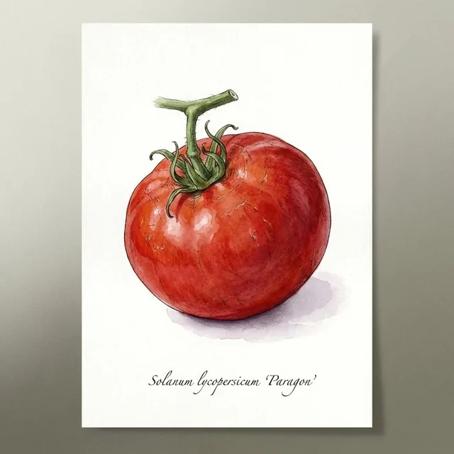 Paragon, illustration botanique