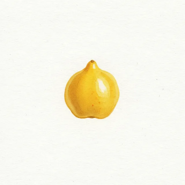 Piment Brulant Jaune Aji Charapita, illustration botanique