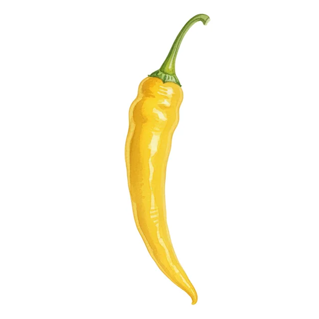 Piment jaune de Cayenne, illustration botanique
