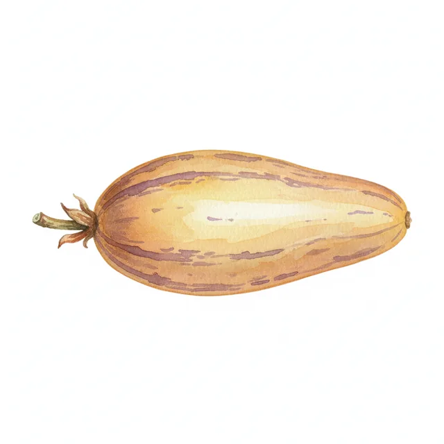 Poire Melon - Pepino nt, illustration botanique