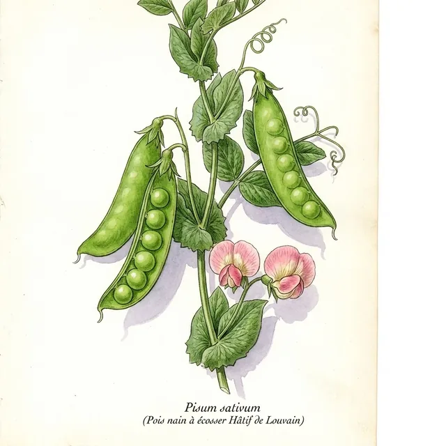 Pois nain à écosser Hâtif de Louvain, illustration botanique