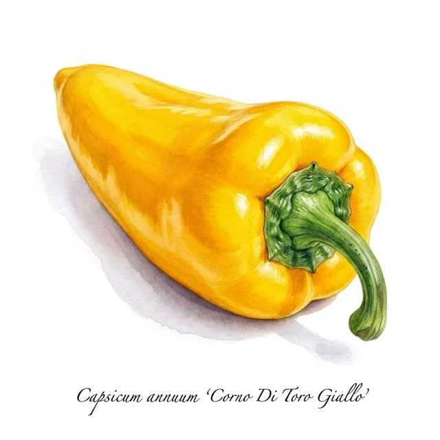 Poivron Corno Di Toro Giallo, illustration botanique
