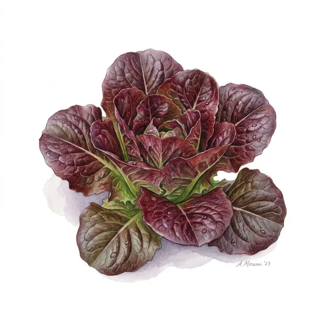 Red Velvet, illustration botanique