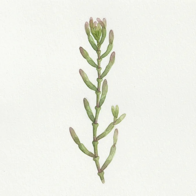 Salicorne Japonaise, illustration botanique