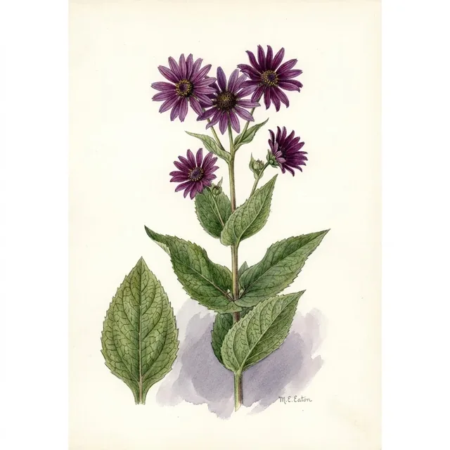 Silphium perfoliatum, illustration botanique