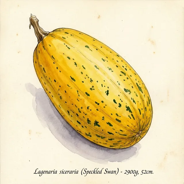 Speckled Swan, illustration botanique
