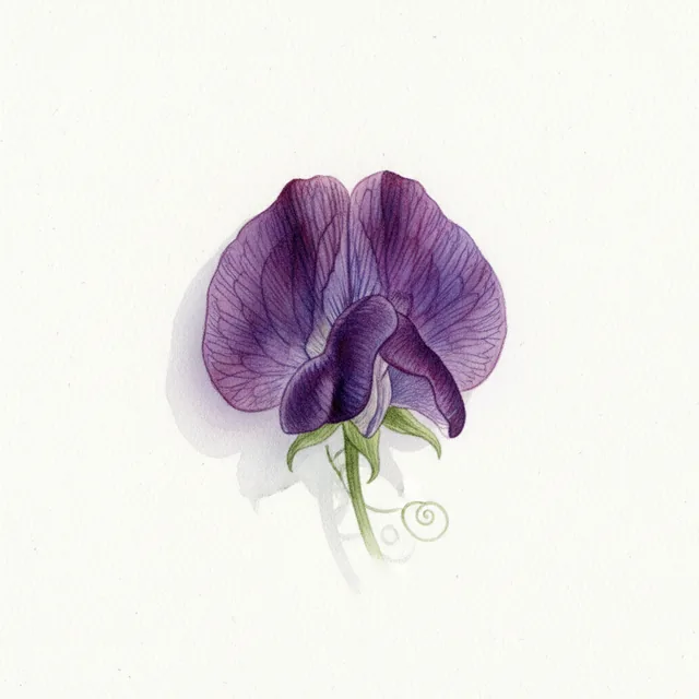 Sweet Pea Cupani, illustration botanique