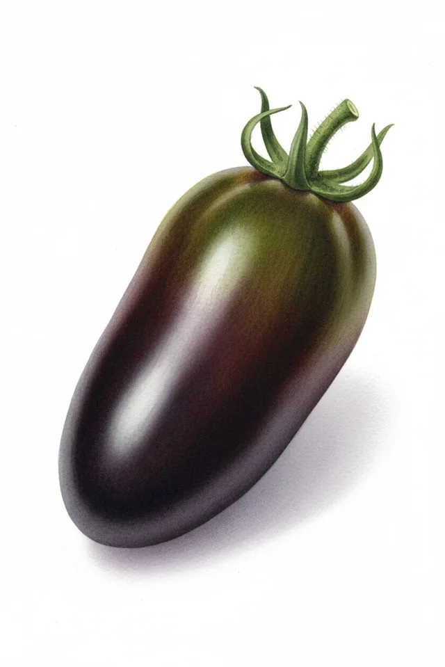 Tomate Black Ethiopian, illustration botanique