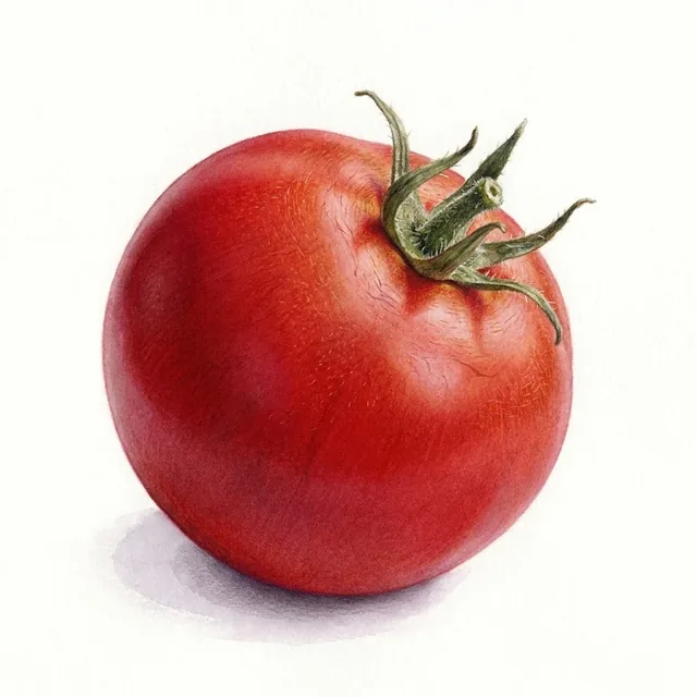Tomate Gloire de Versailles nt, illustration botanique