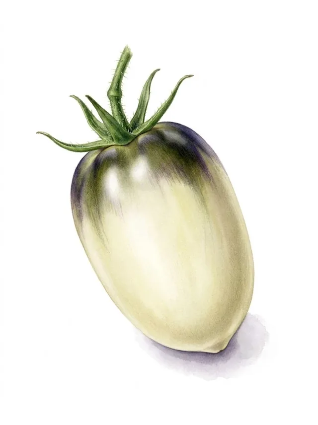 Tomate Great White Blue, illustration botanique