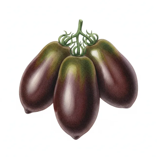 Tomate Prune Noire Russe, illustration botanique