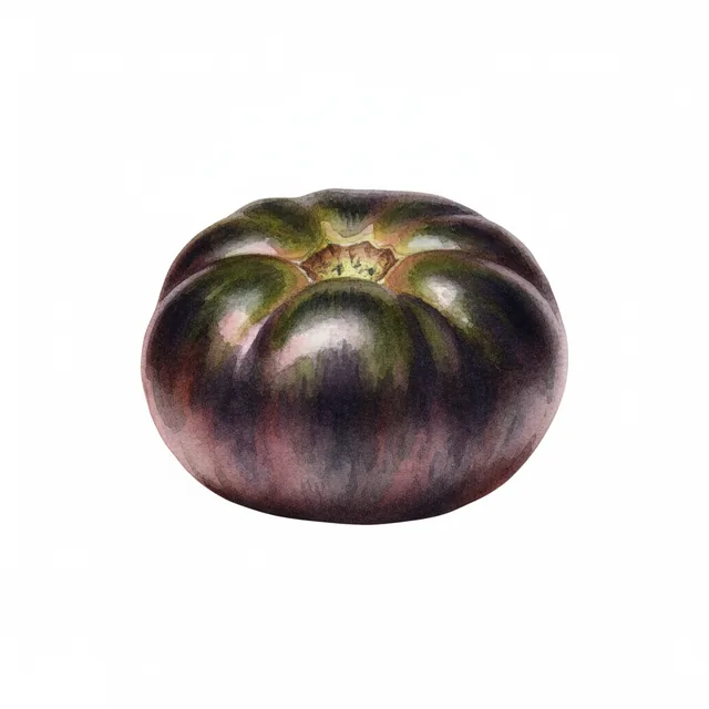 Tomate Reine de Sainte Marthe ab - Plant, illustration botanique