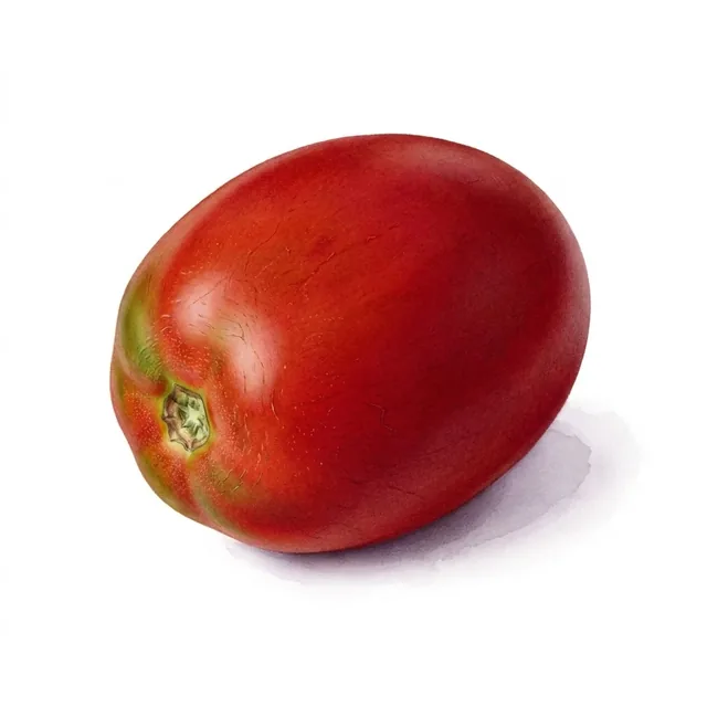 Tomate Rio Grande, illustration botanique